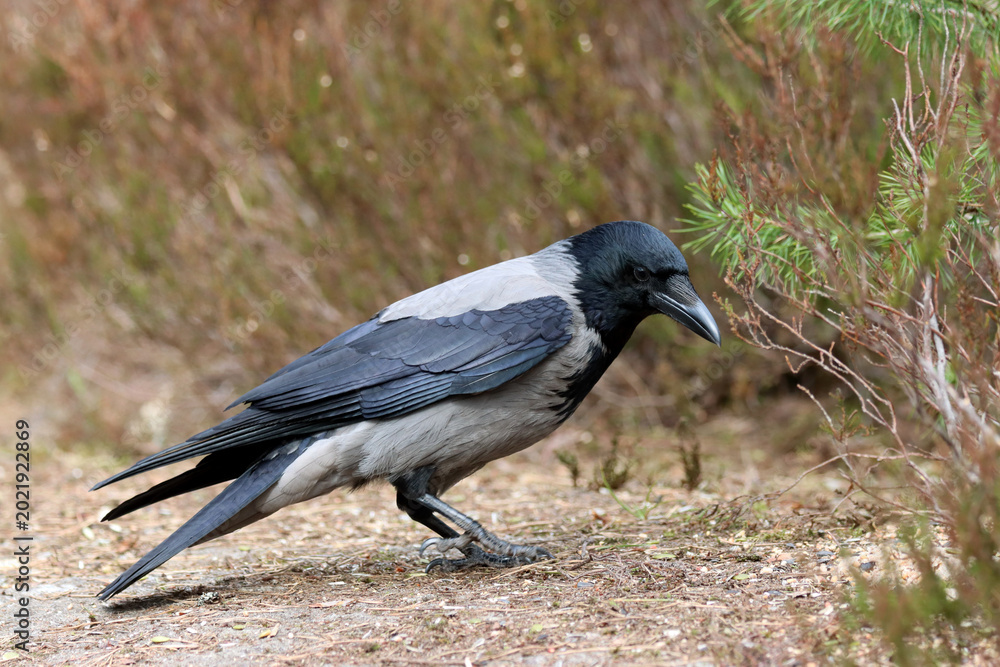 Obraz premium Hooded crow