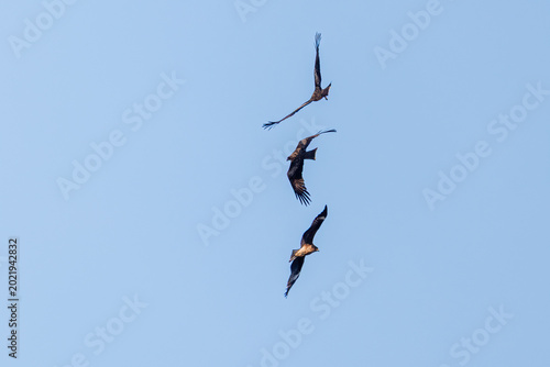 Bild auf Leinwand 中木港で三つ巴で争う鳶, トビ, タカ科,
（英名学名：Black Kite, Milvus migrans）
ヒリゾ浜南伊豆町中木
静岡県伊豆半島-2025