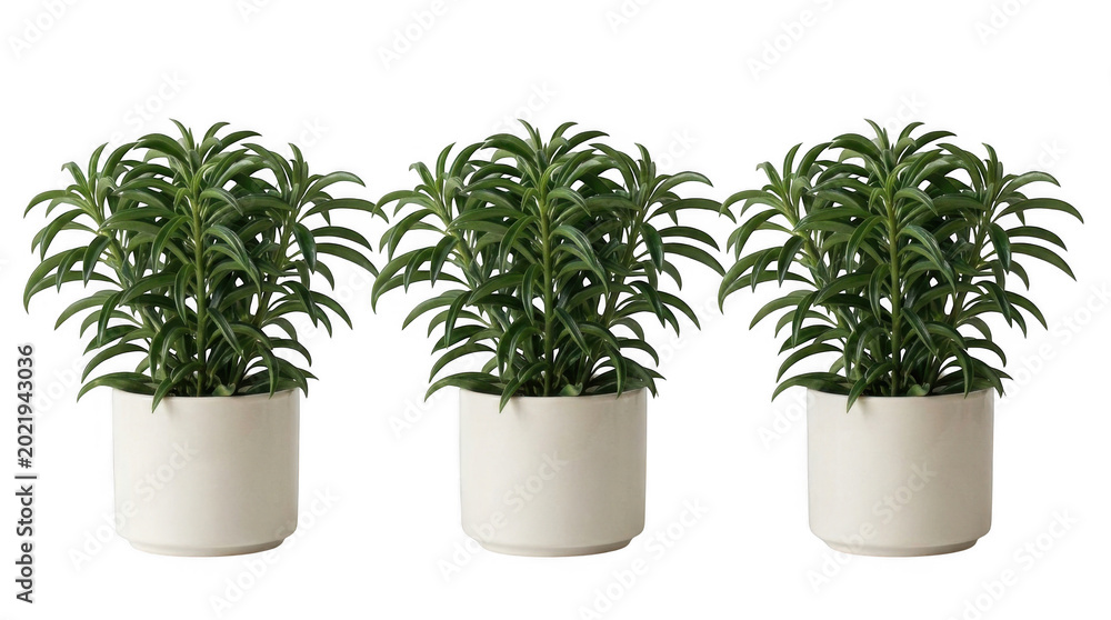 Fototapeta premium Three green plants in white planters on a white background for interior design and decoration ideas