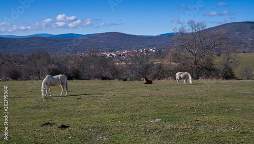 Fotografía Horses grazing in a meadow near Montejo de la Sierra, Madrid, Spain, with village views and Pyrenean oak woodland under a clear blue sky