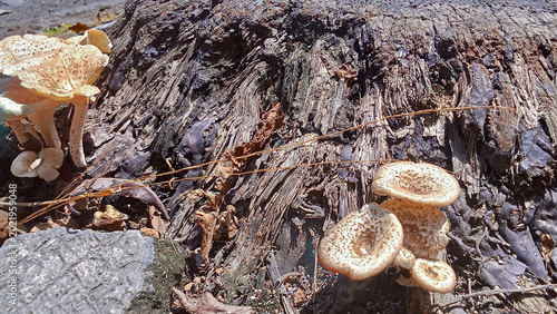 Fotografie Wild bracket fungus growing on side of decaying log