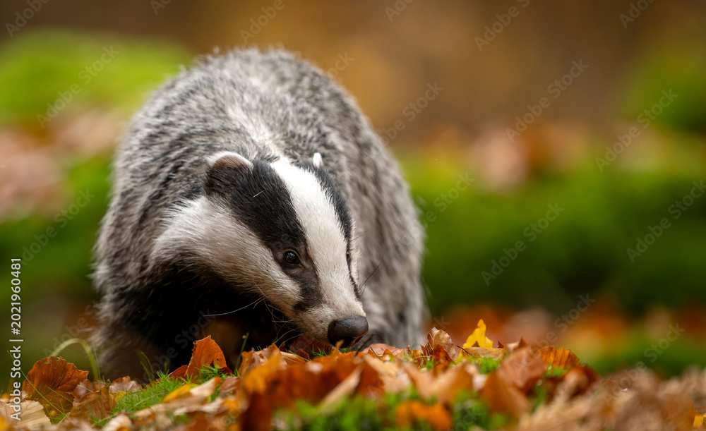 Fototapeta premium Badger close up ( Meles meles )
