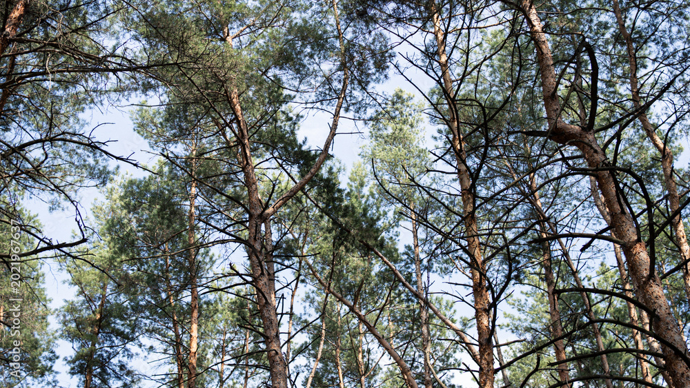 Fototapeta premium Looking Up at Tall Pine Trees in Forest