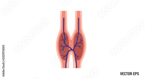 Photos Human circulatory system illustration