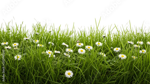 Fresh spring grass with white daisy flowers isolated on black background
