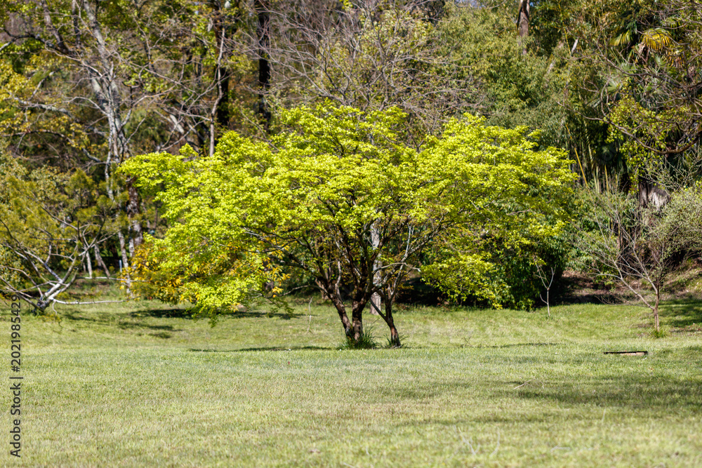Fototapeta premium Single tree with bright yellow-green foliage dominates grassy meadow