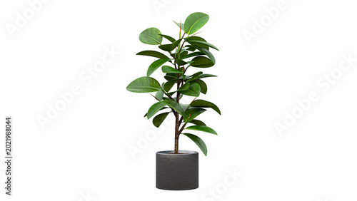 Tableau sur toile Green rubber tree plant in dark textured ceramic pot isolated on transparent background for home interior design