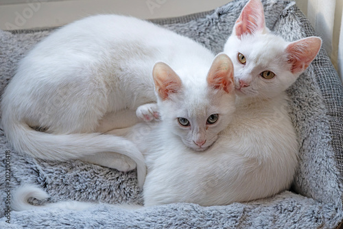 Twin kittens on a bed
