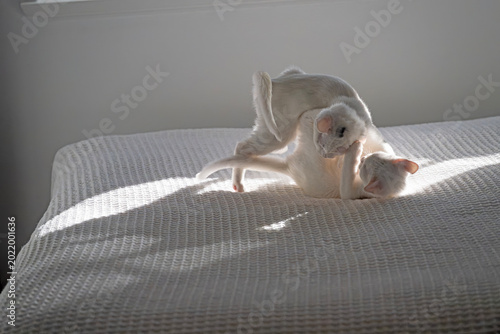 Kittens play time