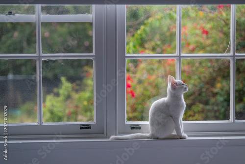 white kitten on the window