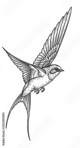 Flying Swallow Bird Illustration Detailed Line Art Isolated