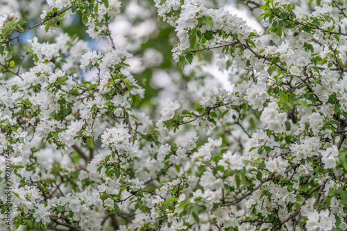 Photos White blossom bower for romantic photos, natural canopy offering delicate framin
