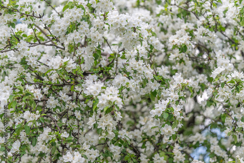 Canvas Print Spring orchard promise with abundant blooms, signs of forthcoming fruit developm