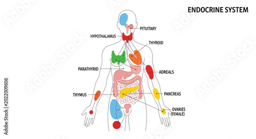 Fotografie Human Endocrine System Diagram Labeled.