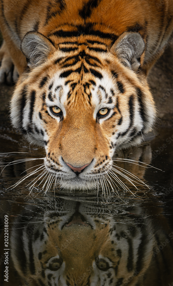 Obraz premium Siberian tiger