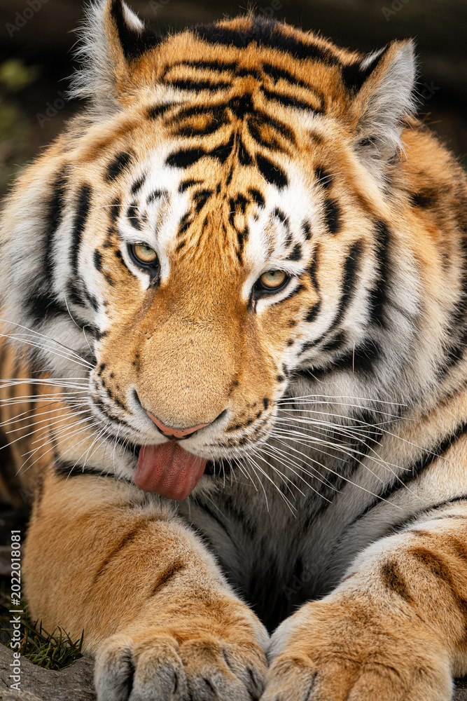 Obraz premium Siberian tiger