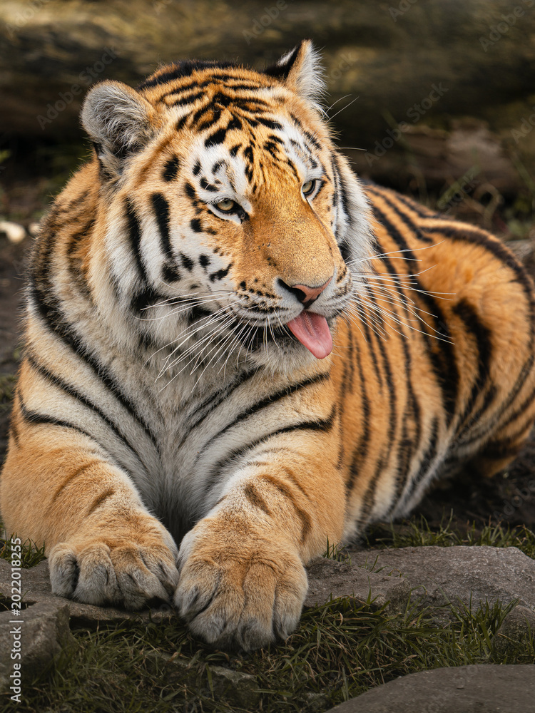 Obraz premium Siberian tiger
