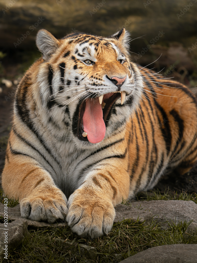 Obraz premium Siberian tiger