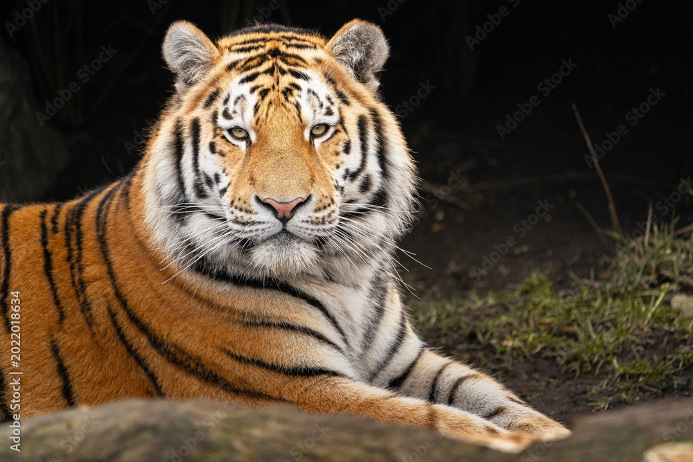 Obraz premium Siberian tiger