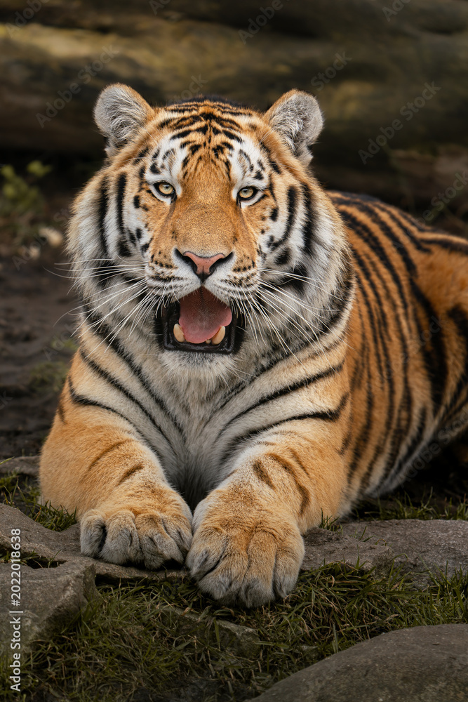 Obraz premium Siberian tiger