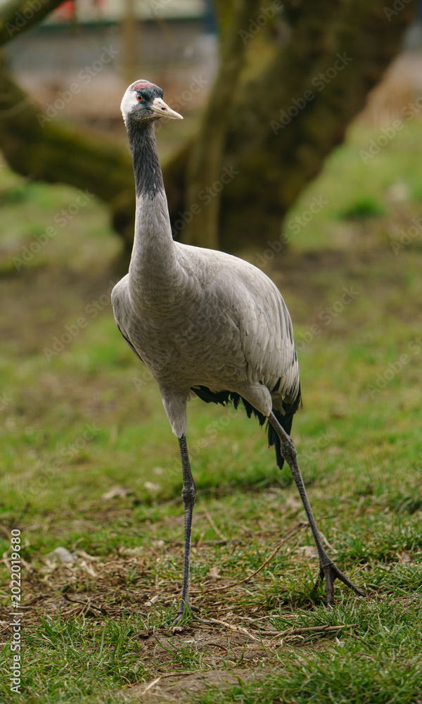 Fototapeta premium Common crane