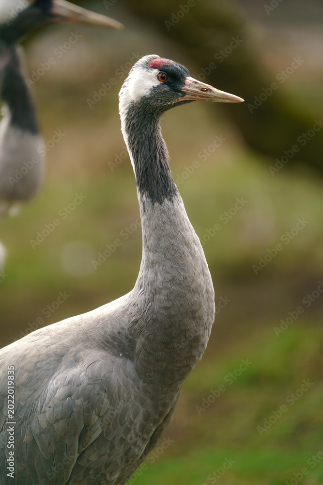 Fototapeta premium Common crane
