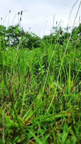 雑草が揺れるのどかな野原の風景・A peaceful field scene with weeds swaying in the breeze.・위드가 흔들리는 목가적인 들판 풍경