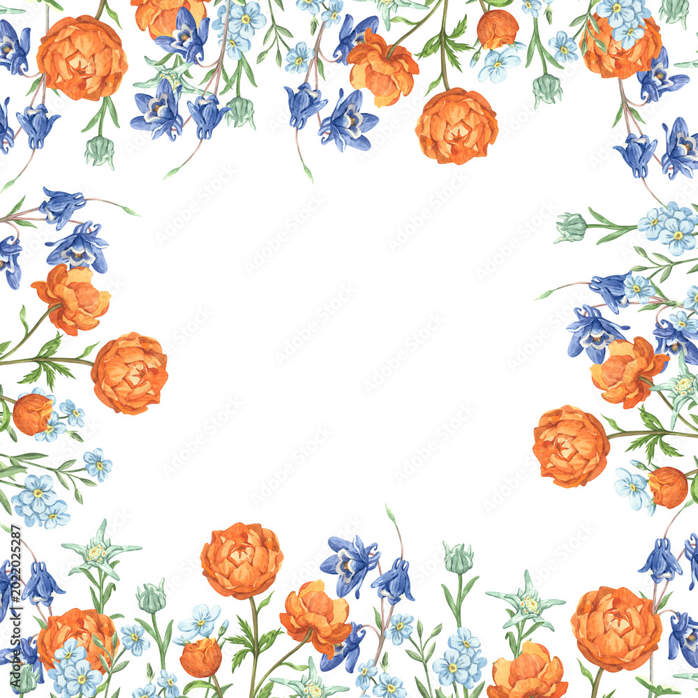 Obraz premium A watercolor square frame with orange globeflowers, edelweiss, blue columbine, and forget-me-nots