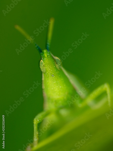 Oriental Longheaded Locust (Acrida cinerea)