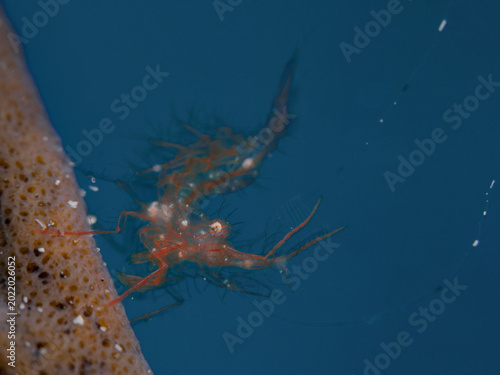 Algae Shrimp, Broken-back Shrimp (Phycocaris simulans)
