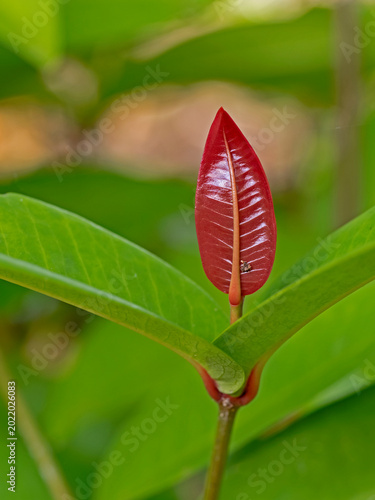 new growth of tropical plant