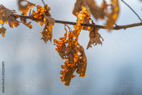Foto Curved oak leaves dangle from delicate twig with subdued winter backdrop