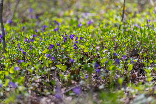 Photos Serene floral landscape