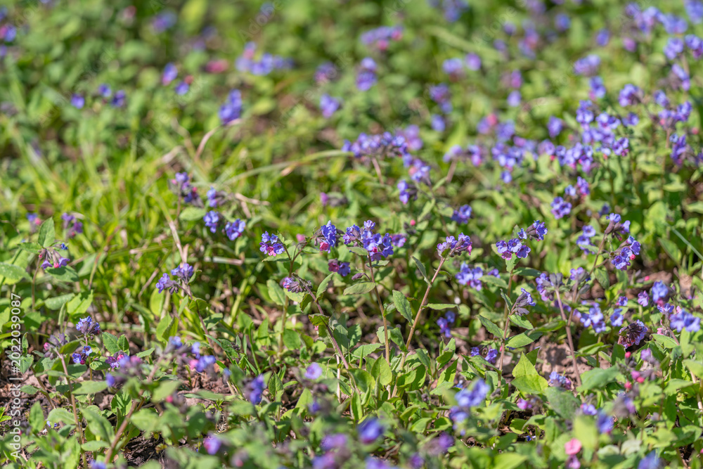 Fototapeta premium Calm purple landscape. Quiet landscape showcasing violets amidst soft shadows and sunlight. Tranquil scene featuring violet hues and gentle sunlight over blooming meadow