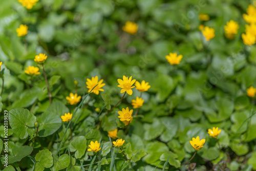Fotografi Garden flowers bloom softly today