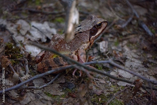 Agile Frog (Rana dalmatina), Maksimir Park, Zagreb, Croatia