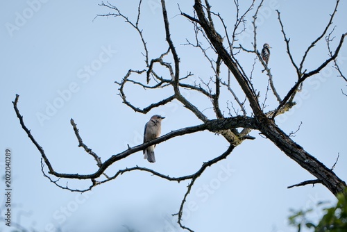 Eurasian Jay (Garrulus glandarius) and Middle Spotted Woodpecker (Dendrocoptes medius), Maksimir Park, Zagreb, Croatia