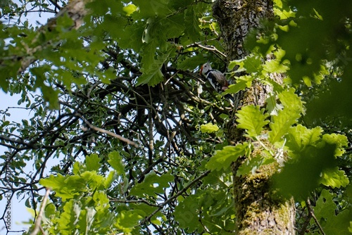 Middle Spotted Woodpecker (Dendrocoptes medius), Maksimir Park, Zagreb, Croatia