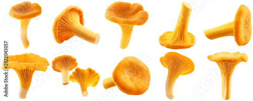 Bild auf Leinwand a meticulously arranged grid of fresh golden chanterelle mushrooms, expertly photographed with a clean black backdrop