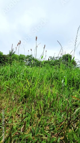 雑草が揺れるのどかな野原の風景・A peaceful field scene with weeds swaying in the breeze.・위드가 흔들리는 목가적인 들판 풍경
