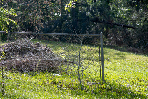 Old chain link fence gate bordering a large brush pile of dry branches in a grassy field. Suburban backyard property landscape featuring an overgrown lawn clearing and a dense green forest background 
