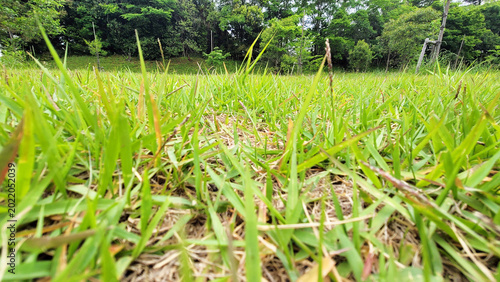 Fotografie 雑草・野原・広場／Weeds, fields, open spaces／위드, 들판, 광장