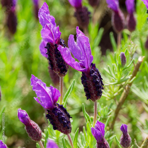 Fotografi Lavandula stoechas - Schopf-Lavendel