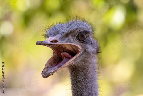 Foto Closeup view, common ostrich (Struthio camelus) headshot