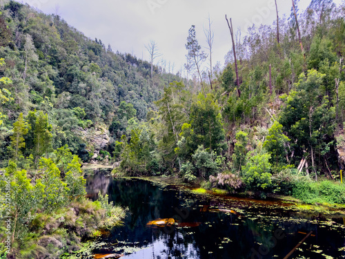 Foto Scenic view of Knysna river in the Tsitsikamma forest