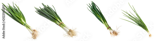Schilderij op canvas Fresh green spring onions with roots, neatly bundled for culinary use, isolated on a transparent background