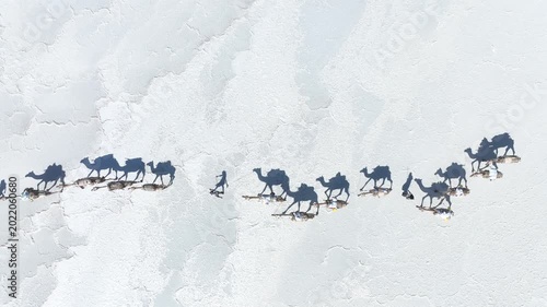 Aerial view of a camel caravan and people walking across the white salt flats with long shadows in the Danakil Desert, Dallol, Afar, Ethiopia.
