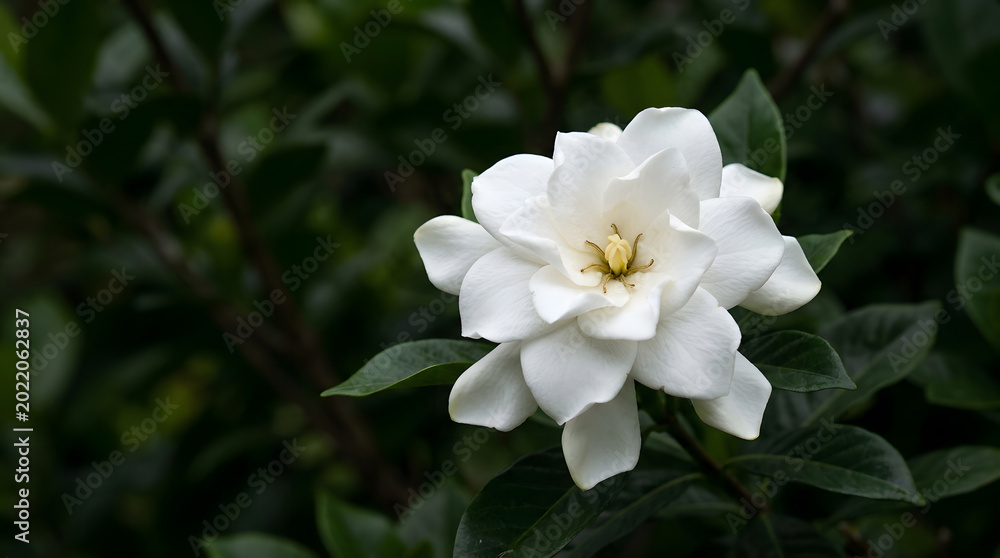 Fototapeta premium Elegant white gardenia bloom with lush green foliage