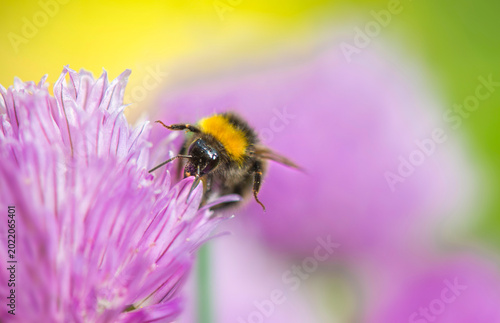 close-up of a bumble bee collecting pollen in a chive flower on green blurred...