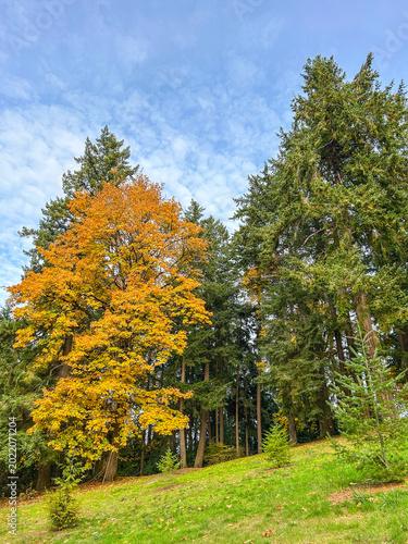 Φωτογραφία Autumn Trees